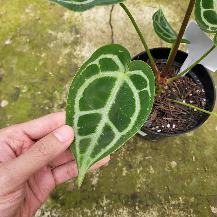 FS006-12 Anthurium Magnificum Verde x Dark Phoenix