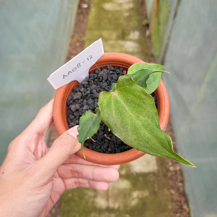 FS008-12 Anthurium Luxurians Indonesia x Papililaminum