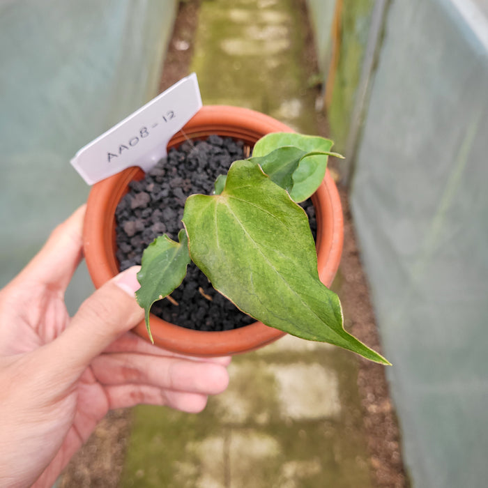 FS008-12 Anthurium Luxurians Indonesia x Papililaminum