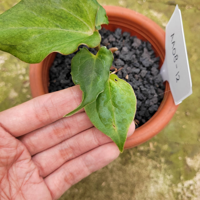 FS008-12 Anthurium Luxurians Indonesia x Papililaminum