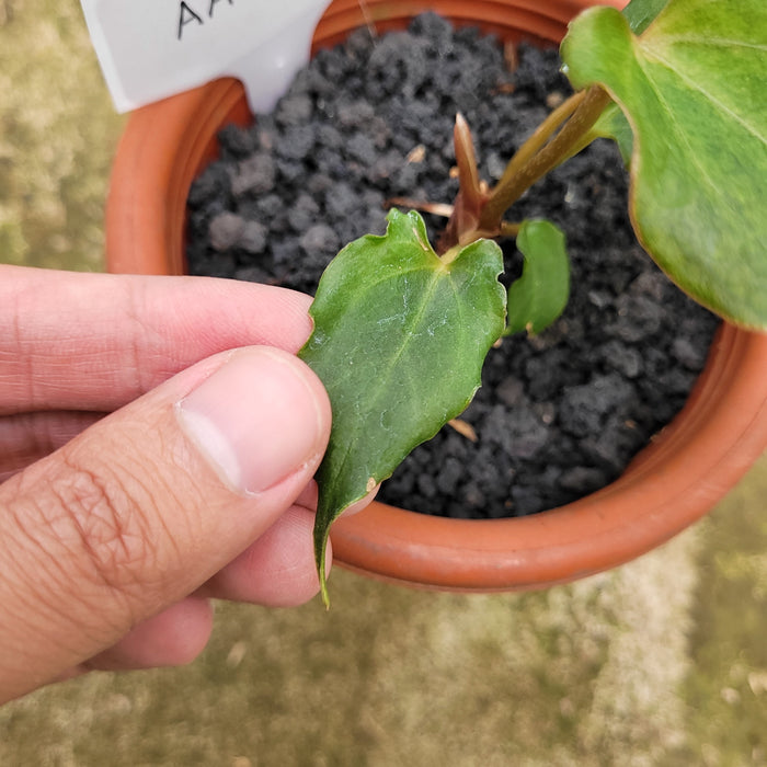 FS008-12 Anthurium Luxurians Indonesia x Papililaminum