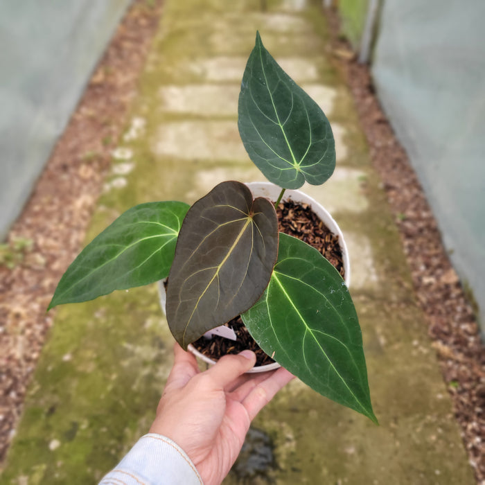 FS009-12 Anthurium Red Spider Seed