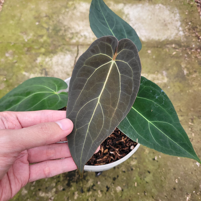 FS009-12 Anthurium Red Spider Seed