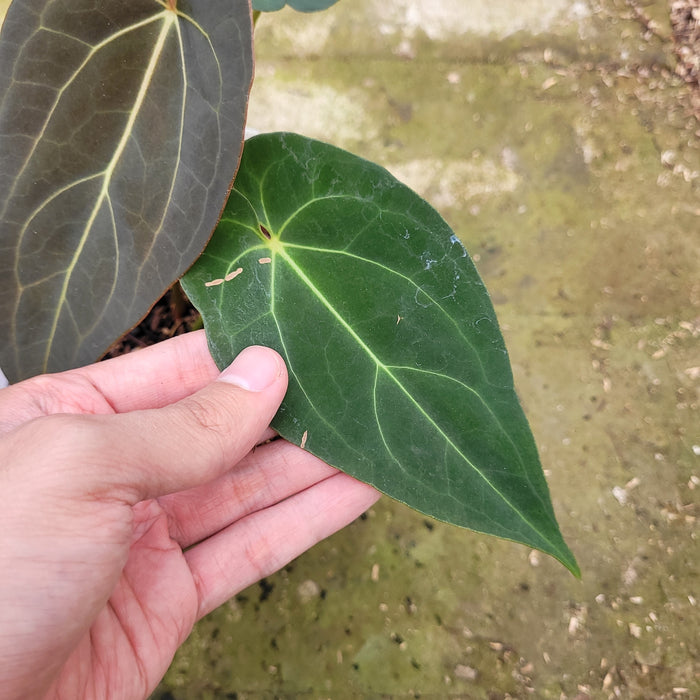 FS009-12 Anthurium Red Spider Seed