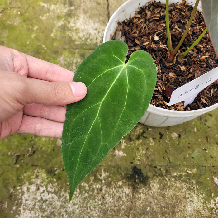 FS009-12 Anthurium Red Spider Seed