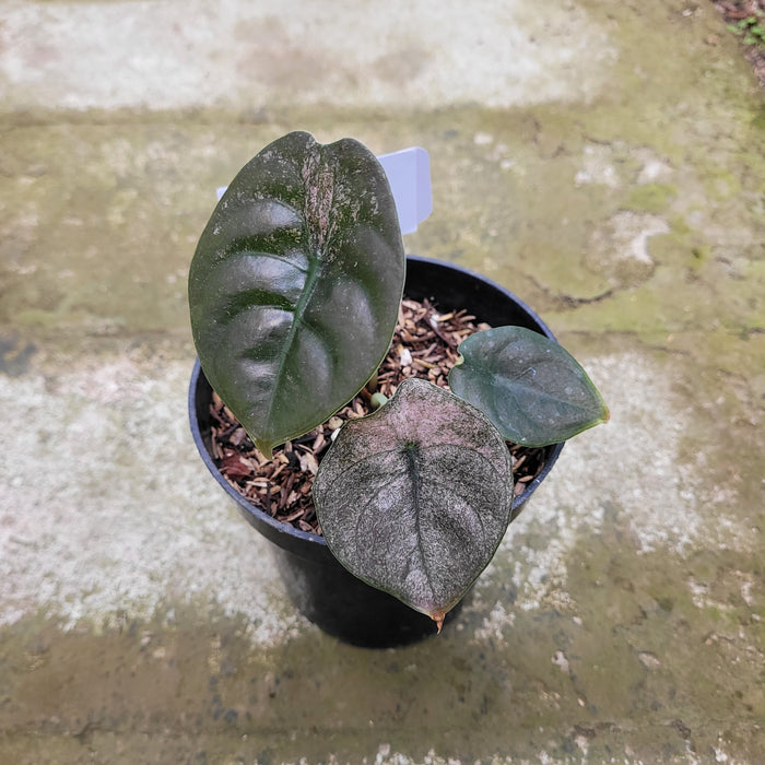 RP045AA-01 Alocasia Cuprea Variegated