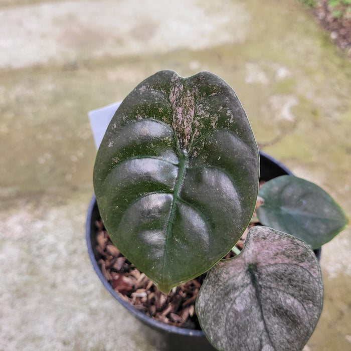 RP045AA-01 Alocasia Cuprea Variegated