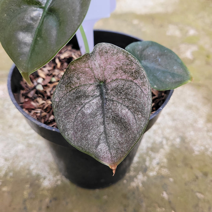 RP045AA-01 Alocasia Cuprea Variegated