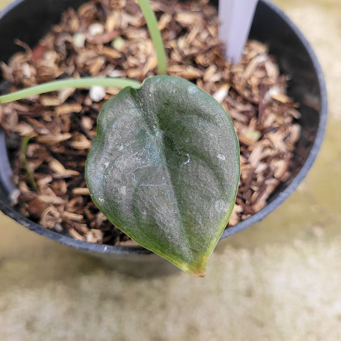 RP045AA-01 Alocasia Cuprea Variegated