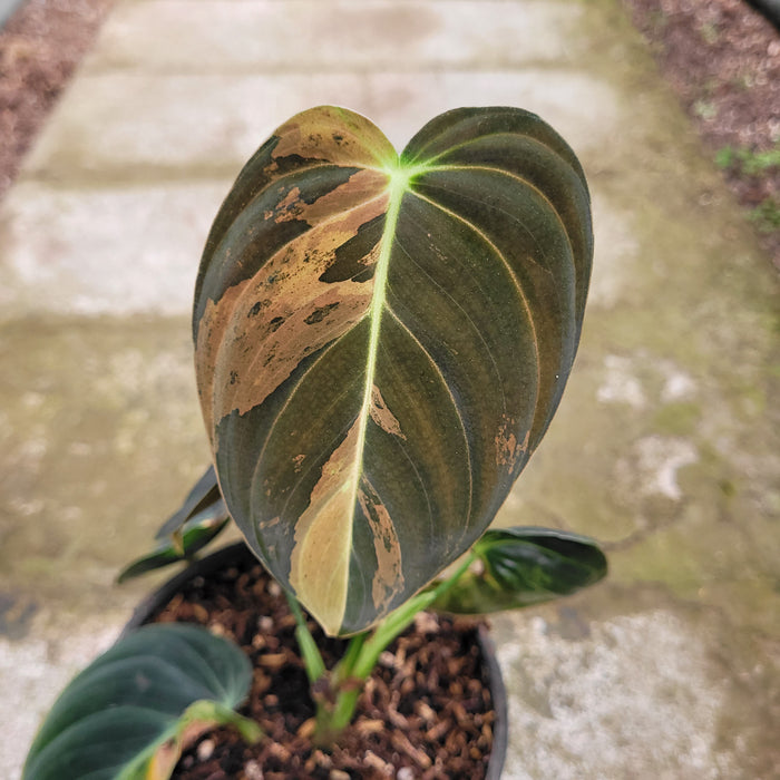 RP046AA-01	Philodendron Melanochrysum variegated