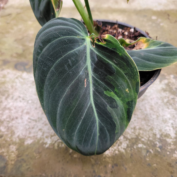 RP046AA-01	Philodendron Melanochrysum variegated