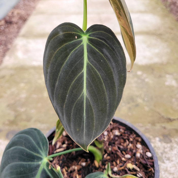 RP046AA-01	Philodendron Melanochrysum variegated