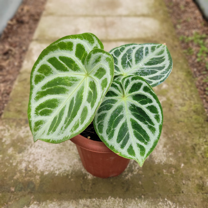 RP047AA-01 Anthurium Dorayaki Silver