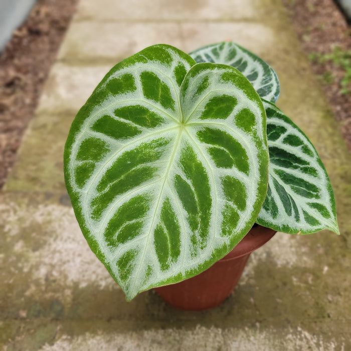 RP047AA-01 Anthurium Dorayaki Silver