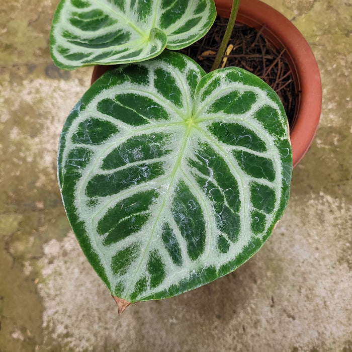 RP047AA-01 Anthurium Dorayaki Silver