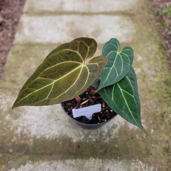 RP048AA-01 Anthurium Papililaminum Mint