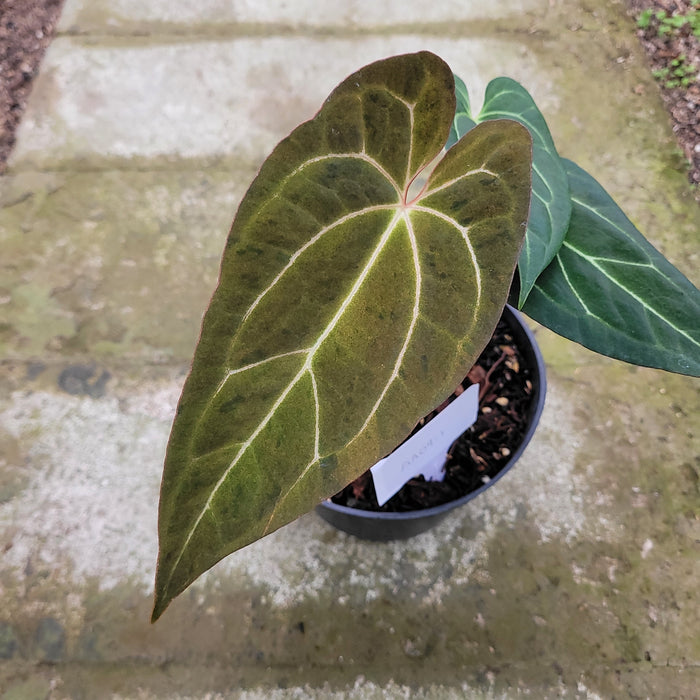 RP048AA-01 Anthurium Papililaminum Mint