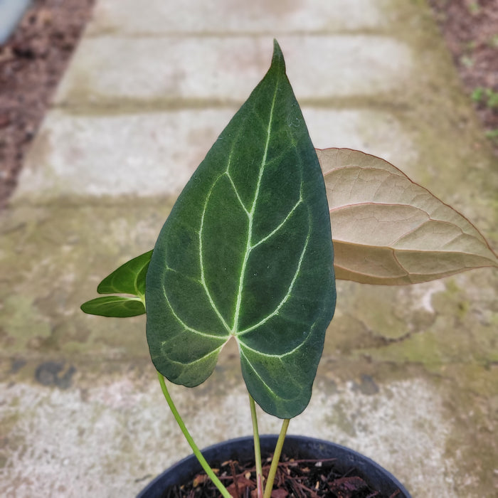 RP048AA-01 Anthurium Papililaminum Mint