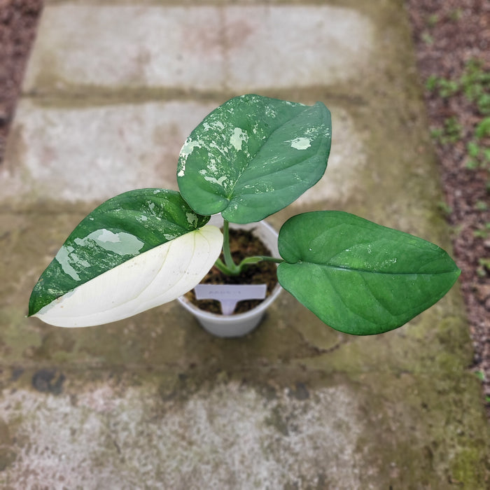 RP049AA-01	Syngonium Chiapense variegated