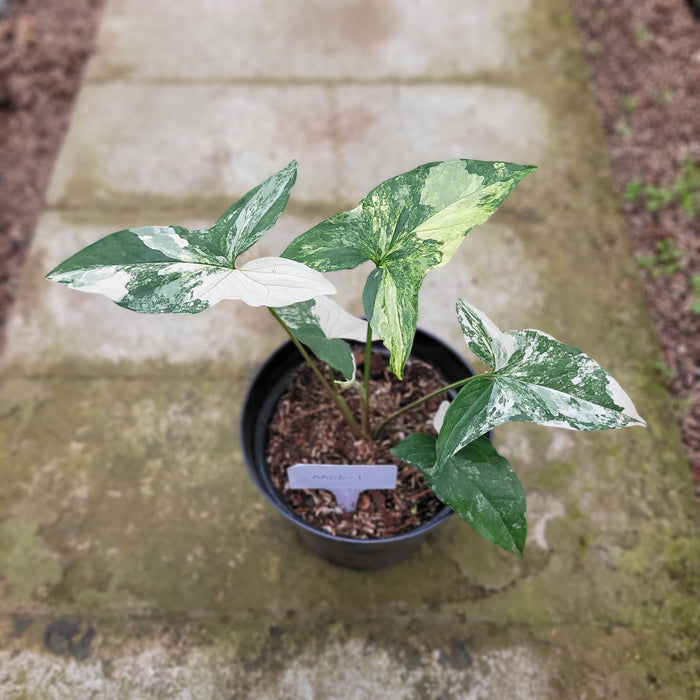 RP050AA-01 Syngonium albo variegated