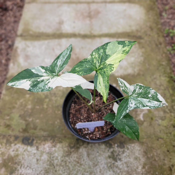 RP050AA-01 Syngonium albo variegated