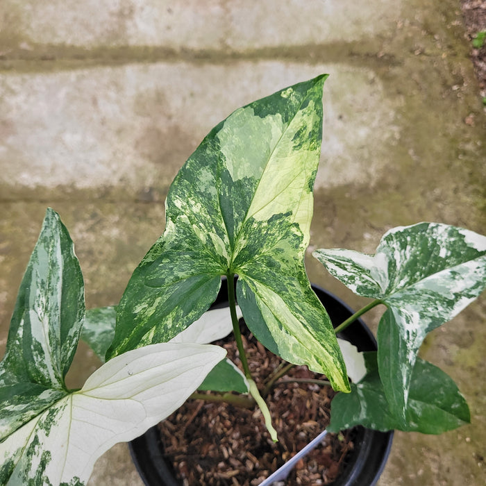 RP050AA-01 Syngonium albo variegated