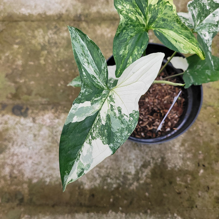 RP050AA-01 Syngonium albo variegated