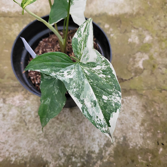 RP050AA-01 Syngonium albo variegated