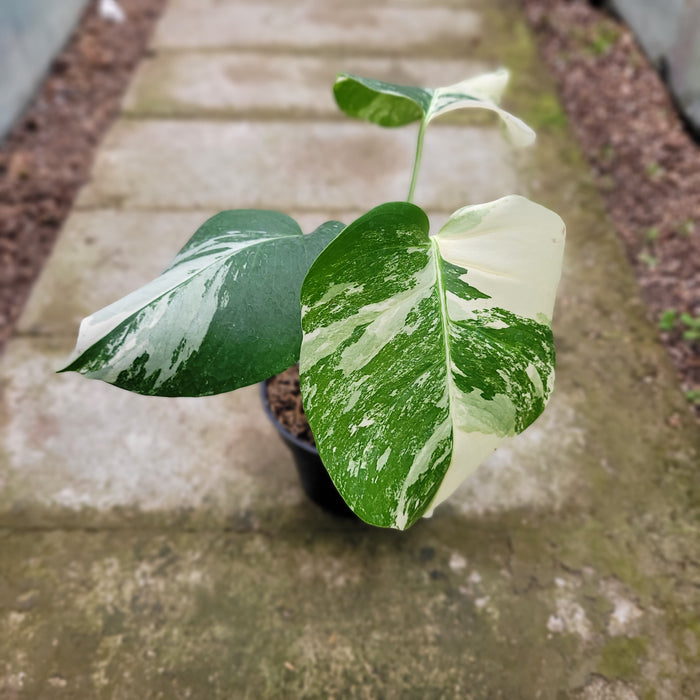 RP053AA-01 Monstera Albo Variegated