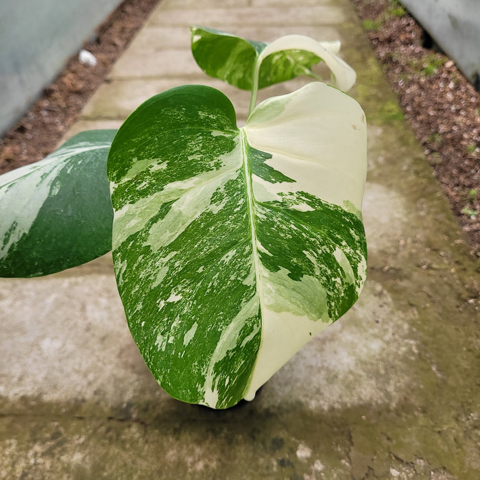 RP053AA-01 Monstera Albo Variegated