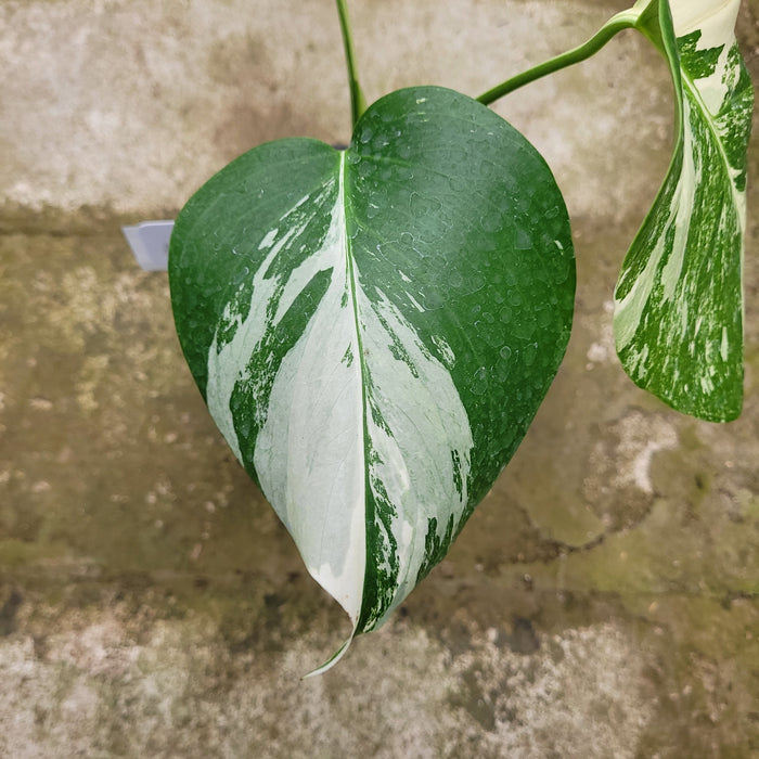 RP053AA-01 Monstera Albo Variegated