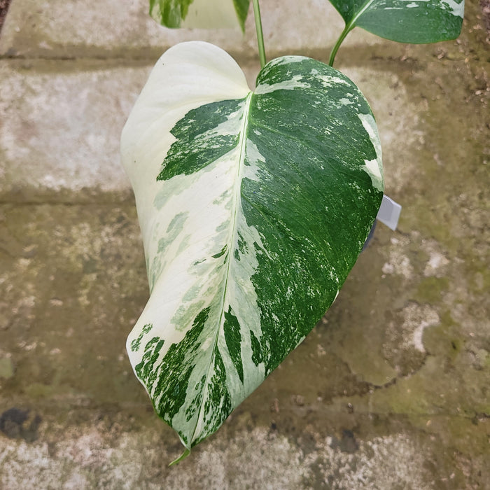 RP053AA-01 Monstera Albo Variegated