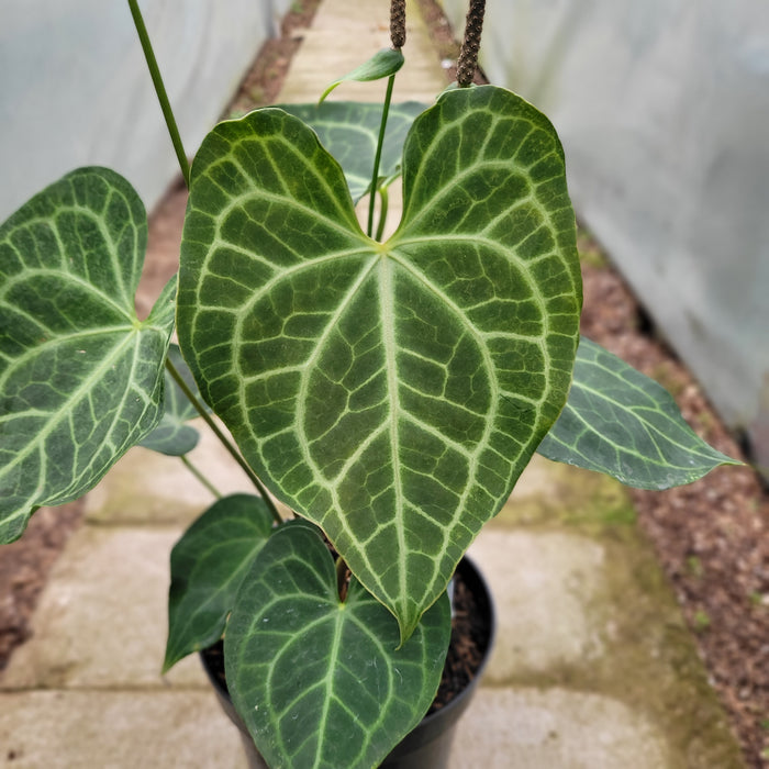 RP054AA-01 Anthurium Clarinervium x Warocqueanum