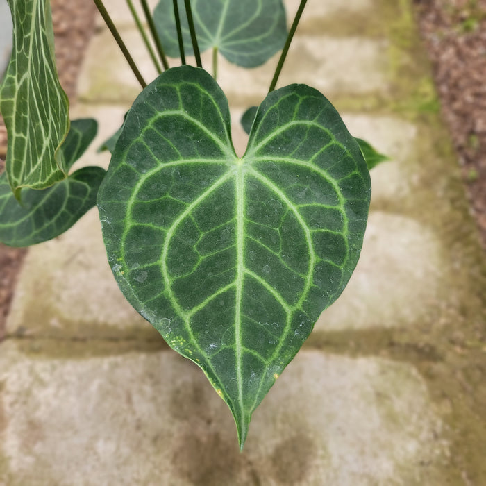 RP054AA-01 Anthurium Clarinervium x Warocqueanum