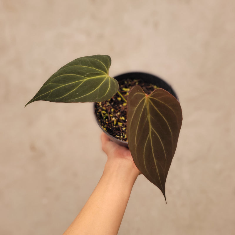 Anthurium Papillilaminum Noid