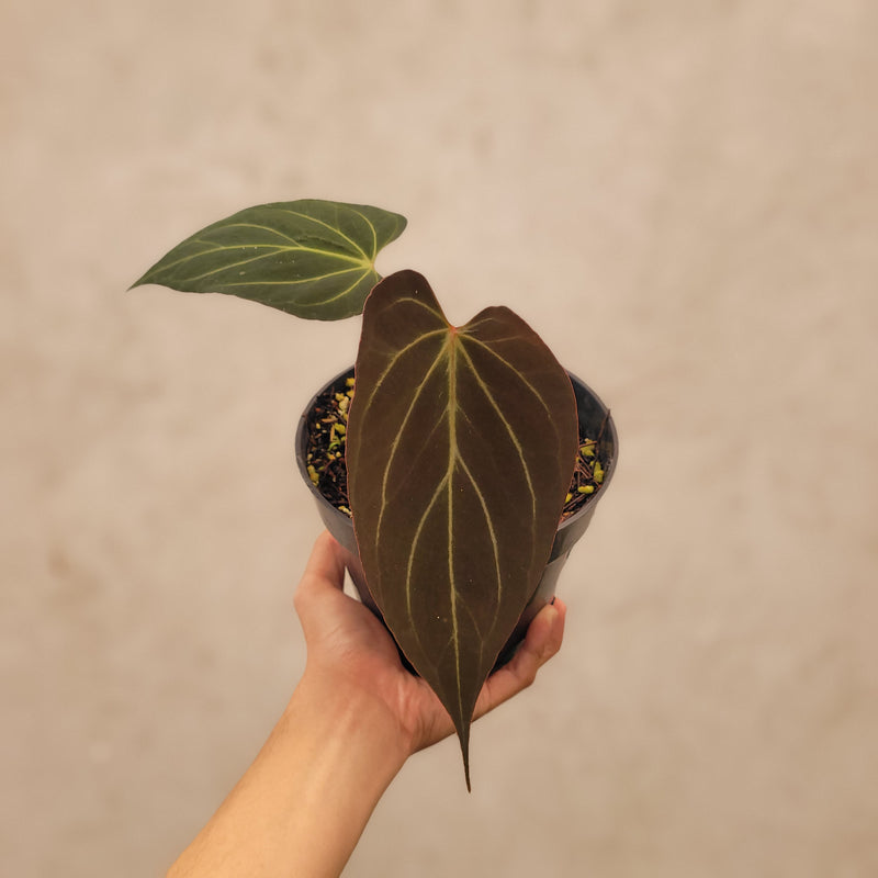 Anthurium Papillilaminum Noid