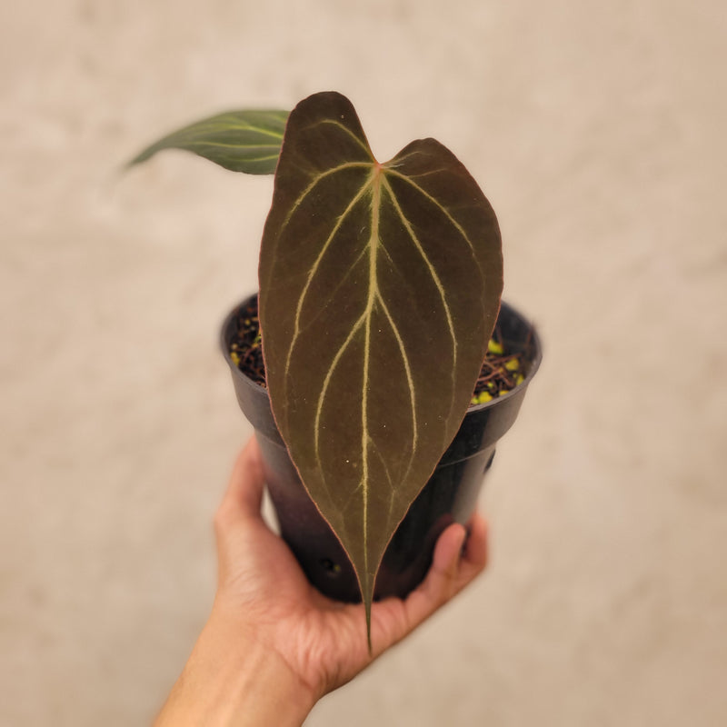 Anthurium Papillilaminum Noid