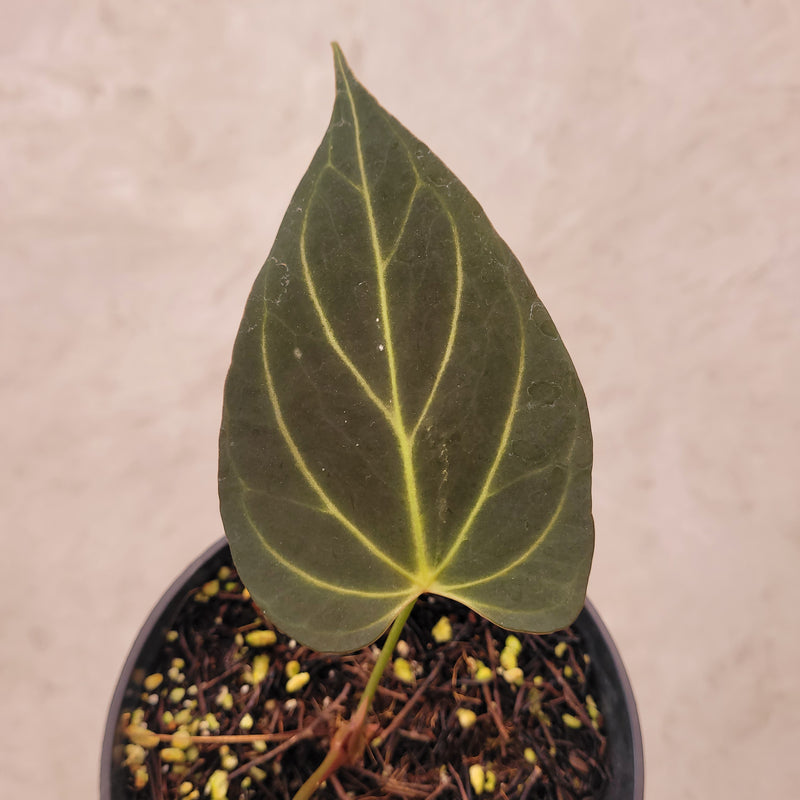 Anthurium Papillilaminum Noid