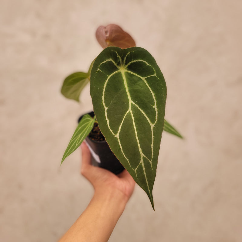 Anthurium Forgetii Narrow Form