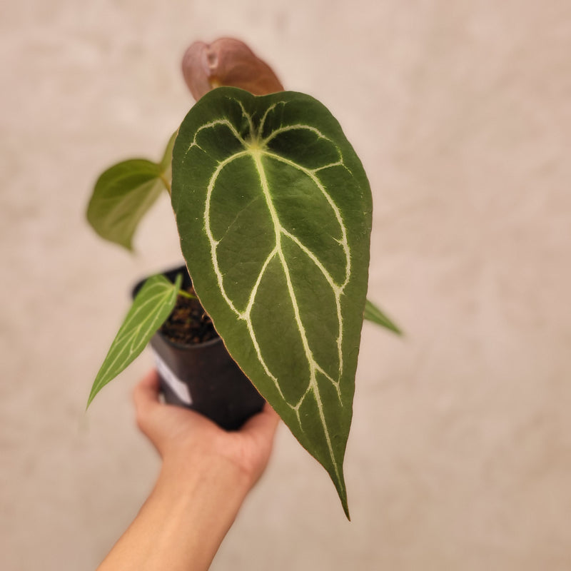 Anthurium Forgetii Narrow Form