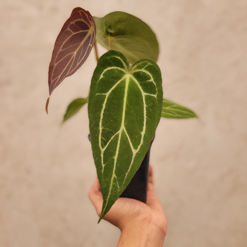 Anthurium Forgetii Narrow Form