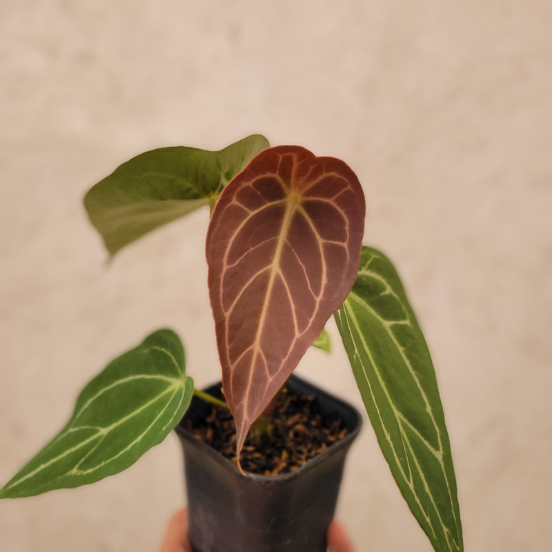 Anthurium Forgetii Narrow Form