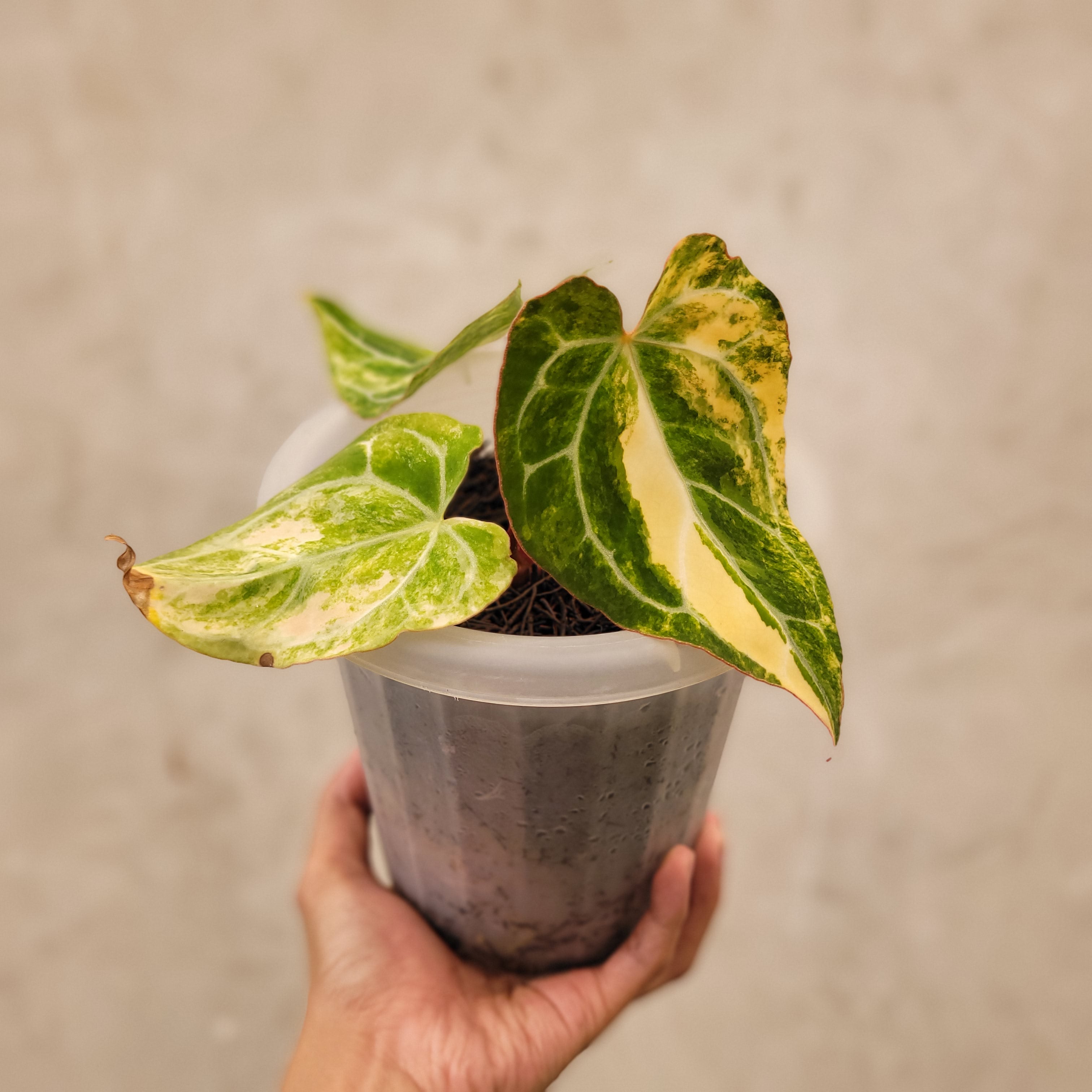 Anthurium Crystallinum Variegated — Aroidasia