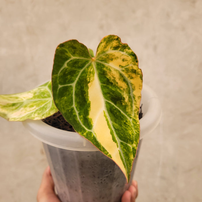 Anthurium Crystallinum Variegated