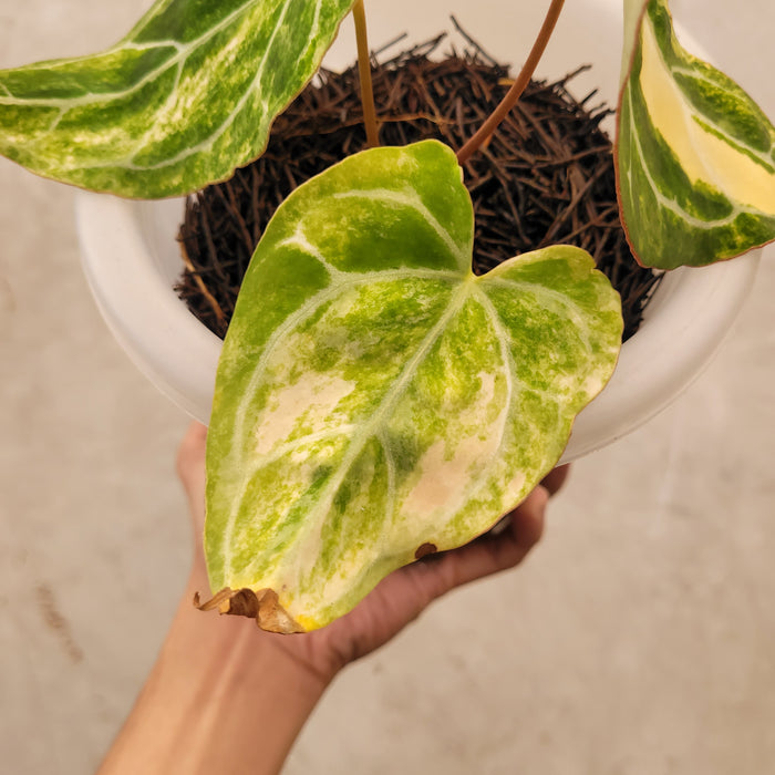 Anthurium Crystallinum Variegated