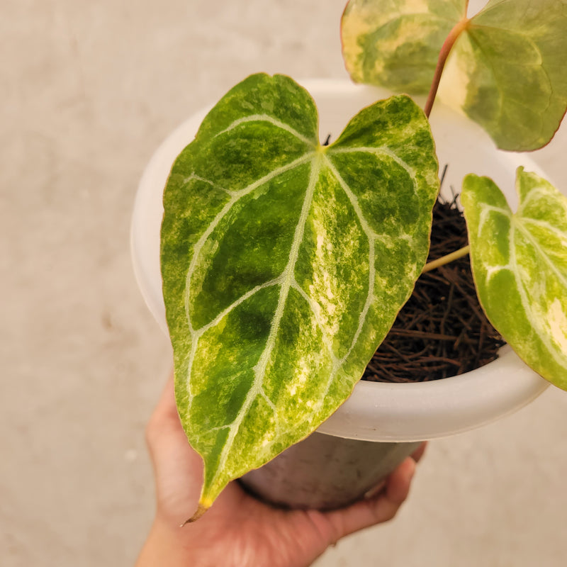 anthurium croatii Anthurium Crystallinum variegated (wk21-UD)