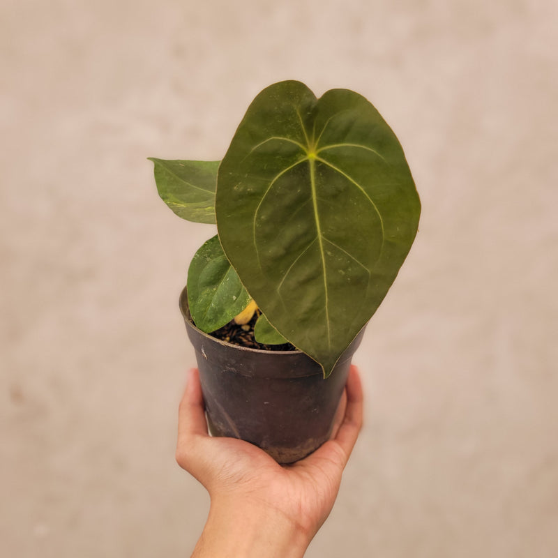 Anthurium Luxurians Indo Type x Dorayaki Variegated