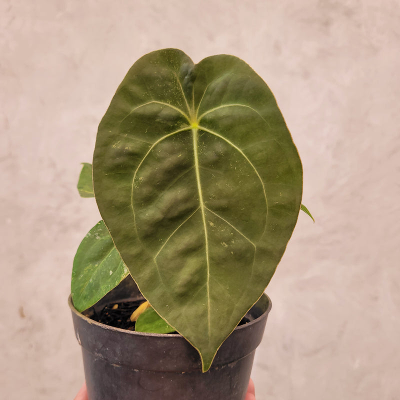Anthurium Luxurians Indo Type x Dorayaki Variegated