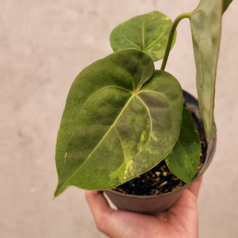 Anthurium Luxurians Indo Type x Dorayaki Variegated