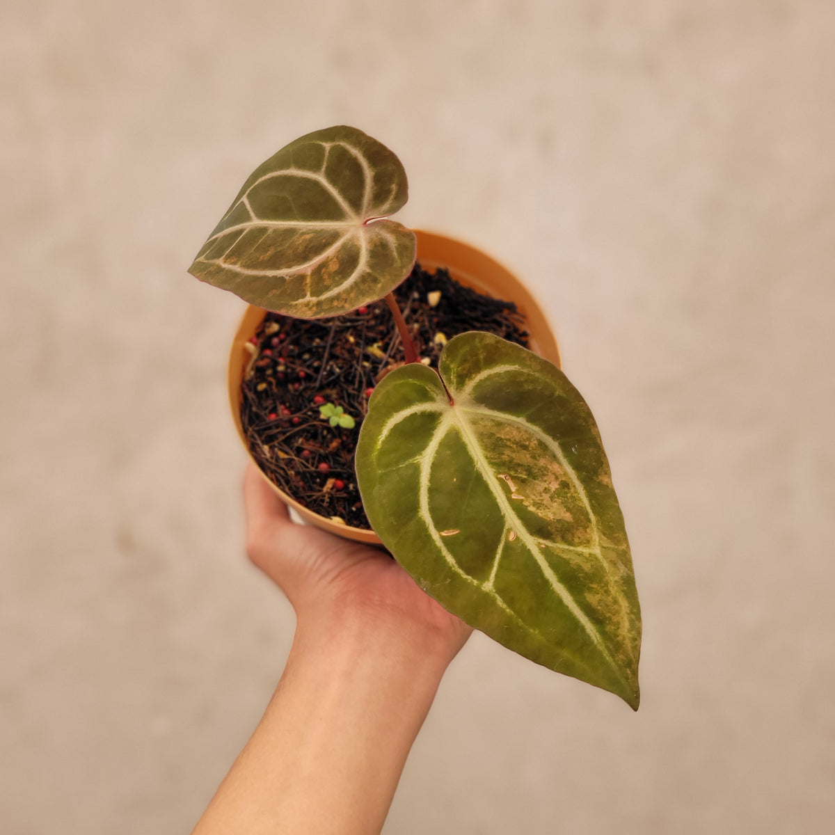 Anthurium Papillilaminum Pink Variegated x Red Crystal Michelle